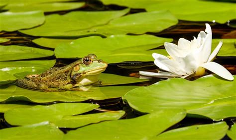 pon animals|Animals that Live in Ponds – Interesting Animal Facts.